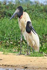 Jabiru